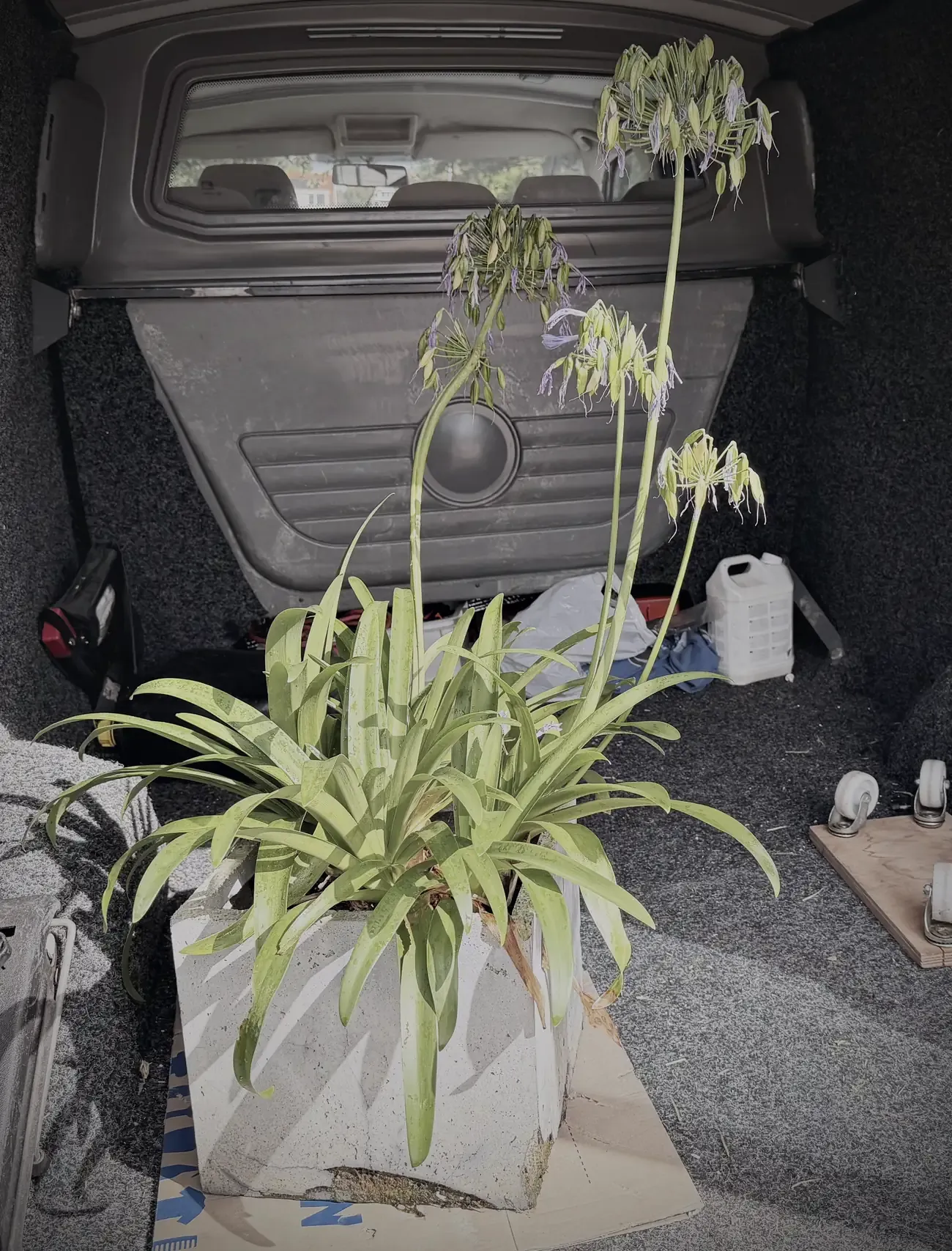 De agapanthus in bloei, achter in de bus op weg naar Nel