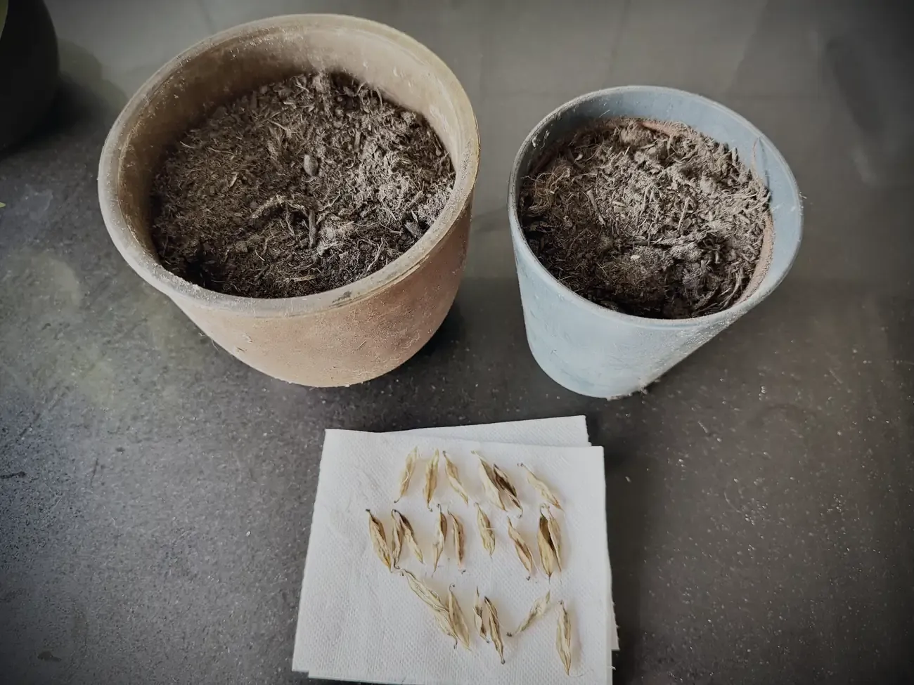 De zaadjes van de agapanthus op een doekje, naast twee potten aarde