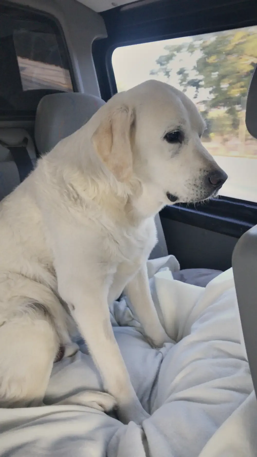 Bo, blonde labrador, in de bus onderweg naar Spanje