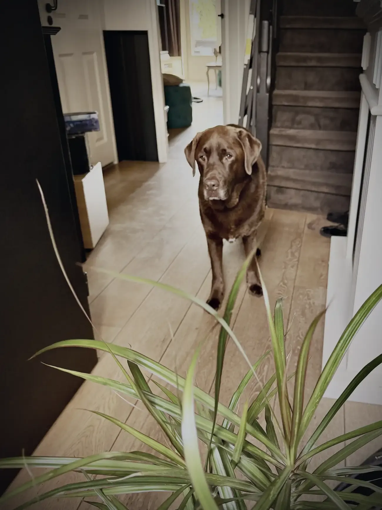 Mo in de gang, kijkend naar het baasje, met een plant op de voorgrond