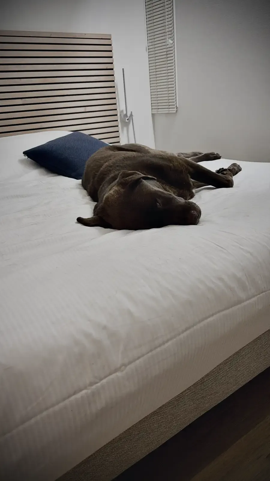 Mowgli languit in slaap op het witte bed van het motel