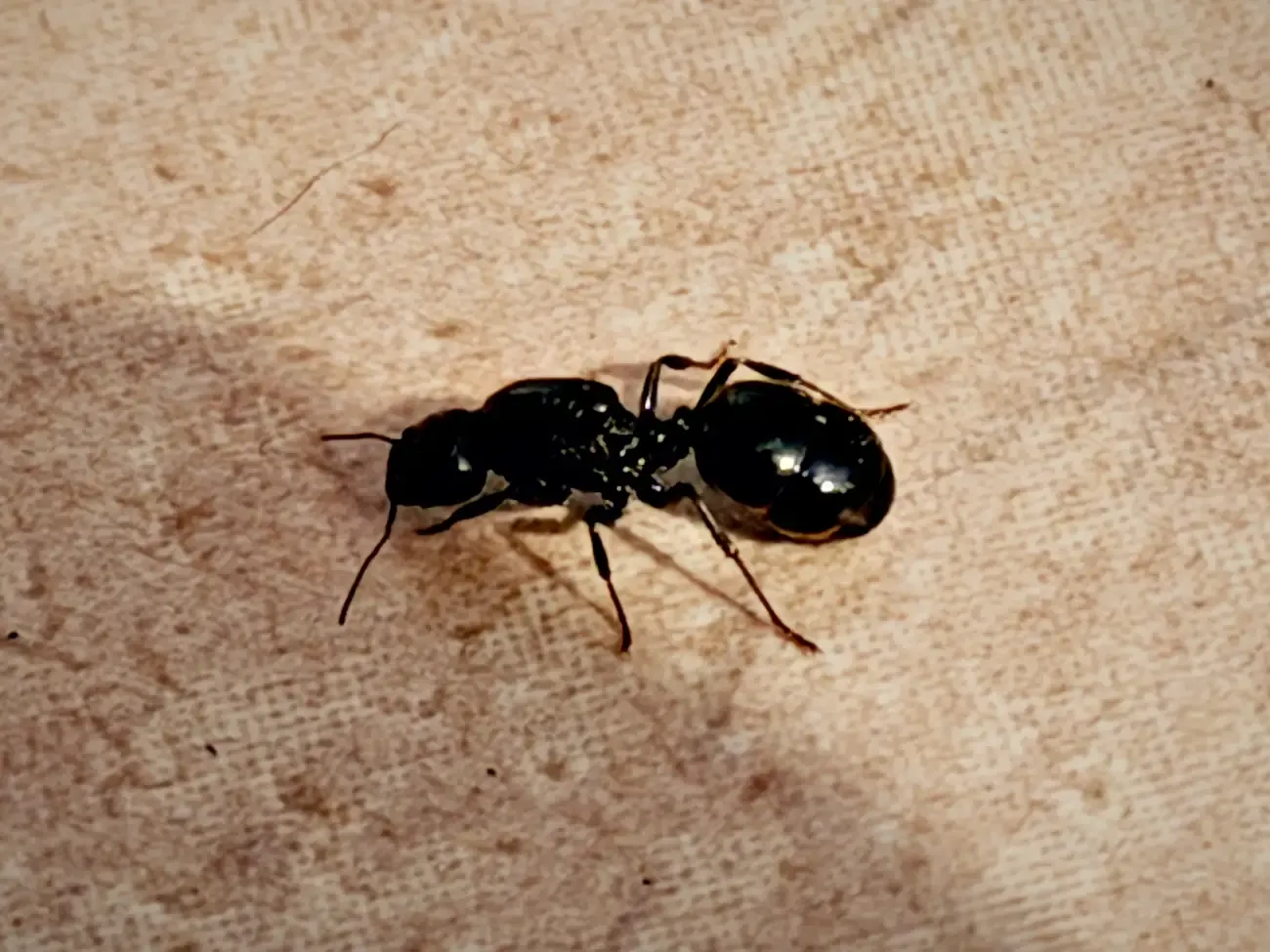 Een van de reuzenmieren, bijna 2 cm lang