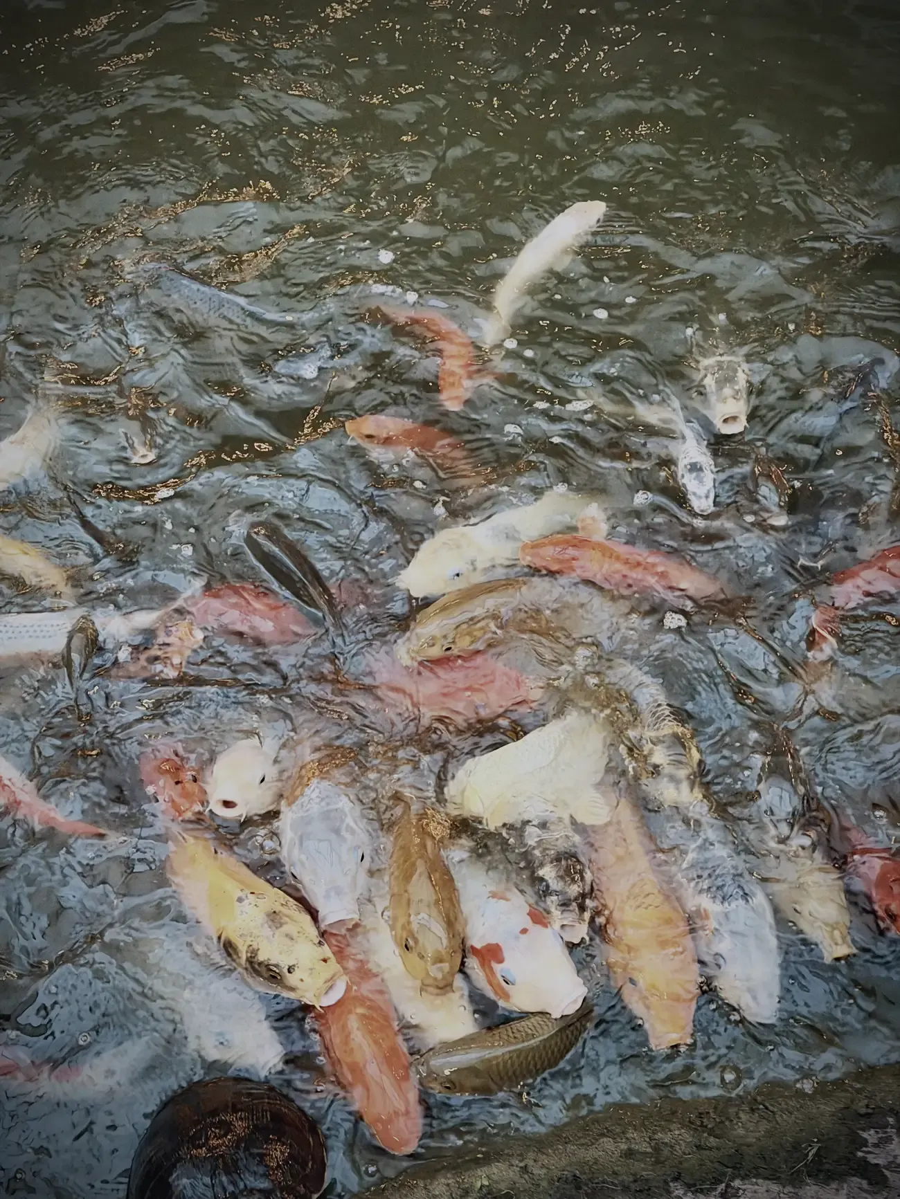 De koi in het water van de Watertuin, vechtend om het voer